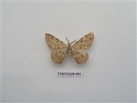 藏品(尺蛾150)的圖片